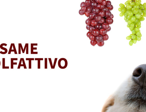 L’esame olfattivo – Aromi e Profumi